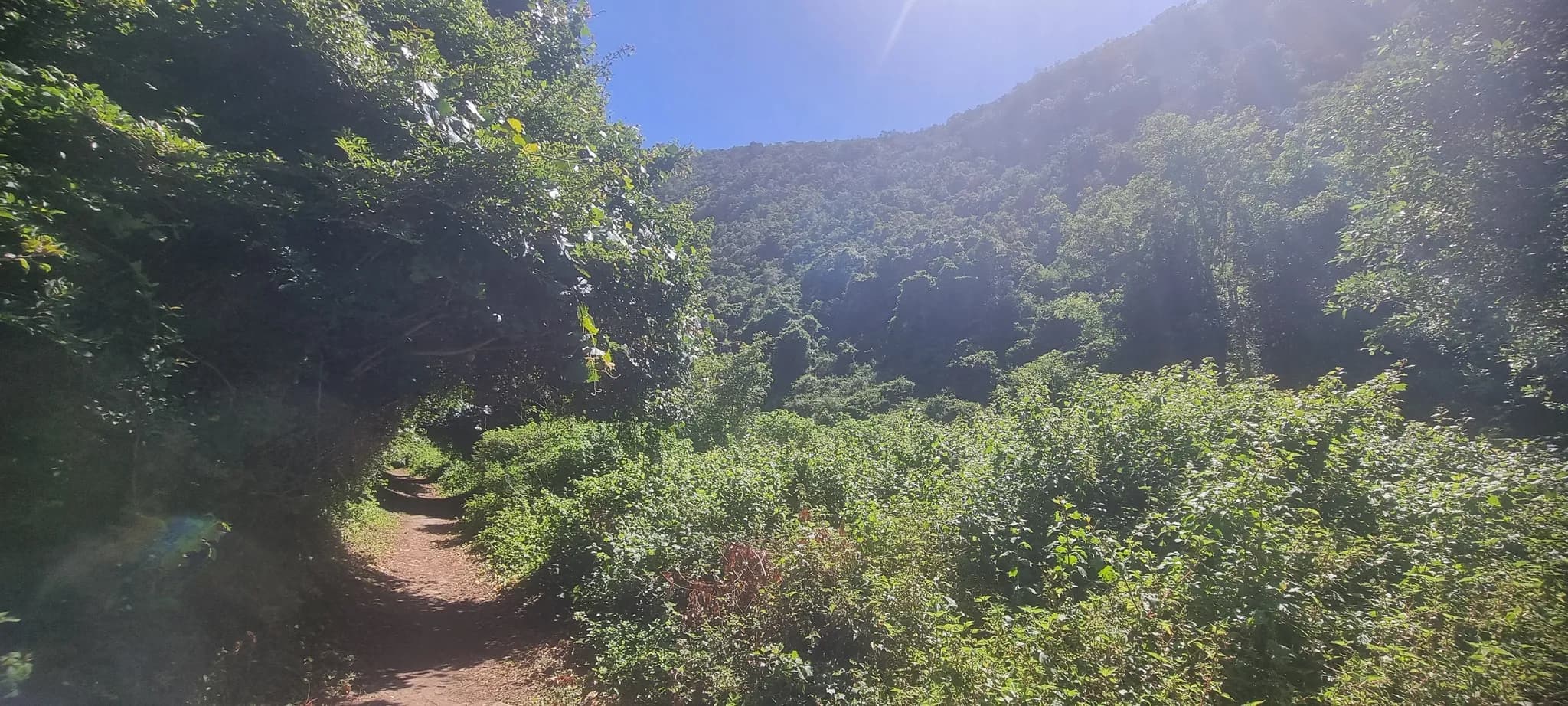 Brown Hooded Kingfisher Trail Overview