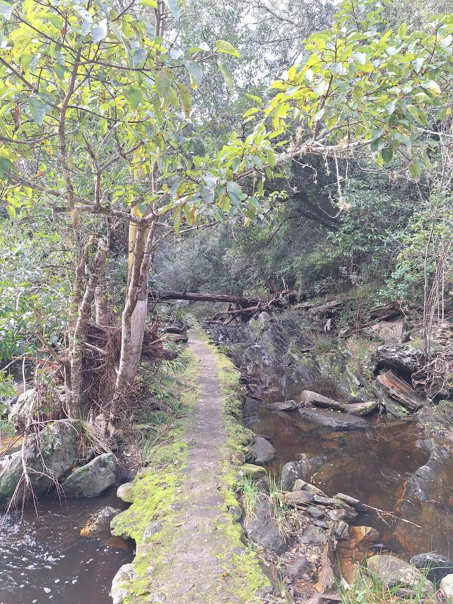 Brown Hooded Kingfisher Trail